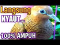 Suara Panggilan Perkutut Paling Ampuh Semua Jenis Pasti Nyaut Kalau Dengar Ini Mp3 - Mp4 Download