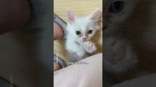 Proof that love makes everything beautiful✨ #shorts #cat #funny