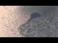 ツバメが卵を温めています　2016 05 01
