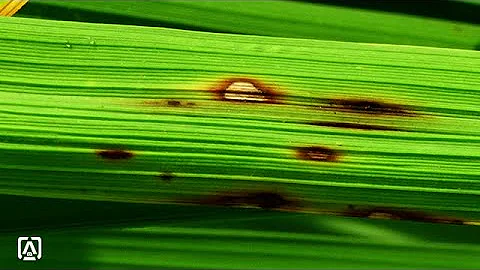 Watch the video about Brown spot disease of rice