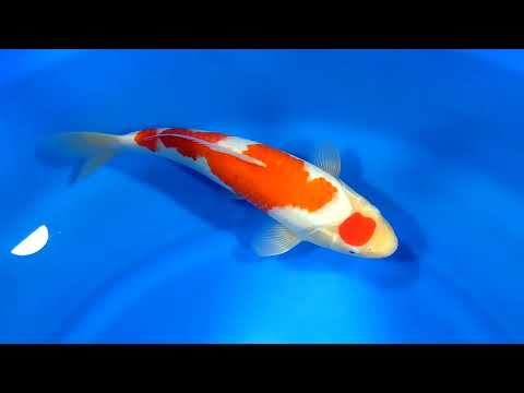 Dainichi Kohaku