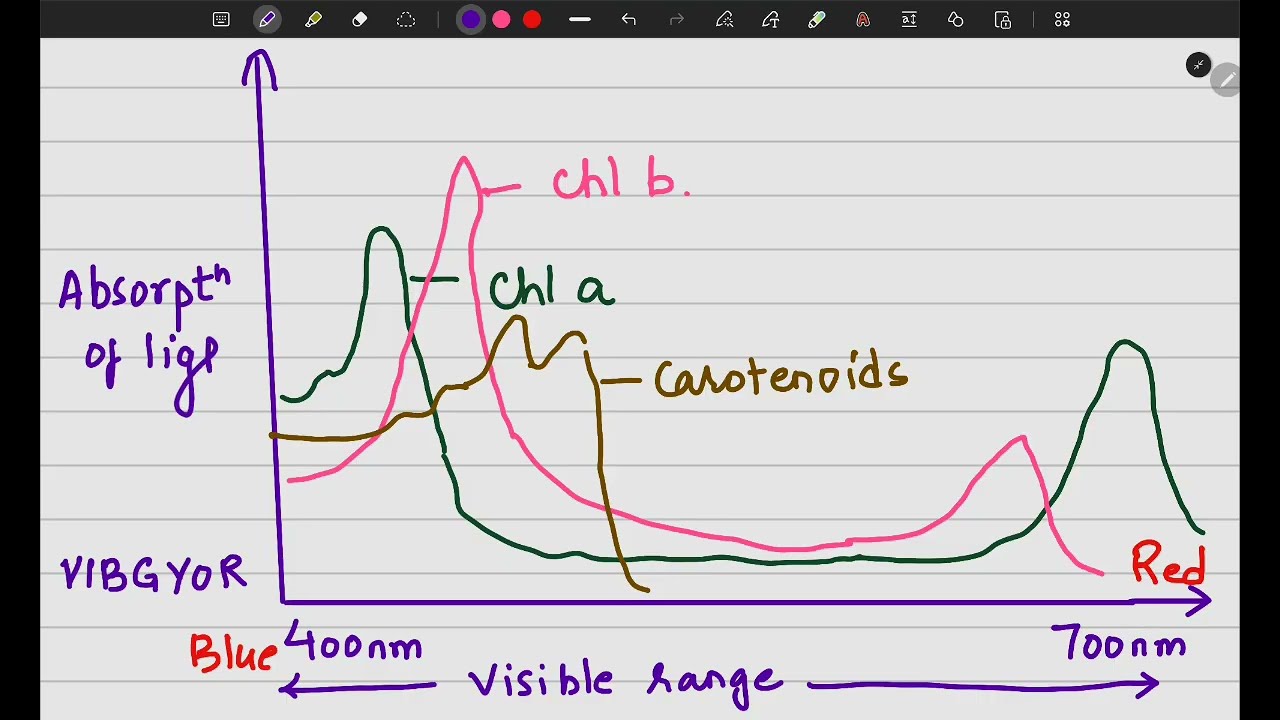 Pigments involved in Photosynthesis. Photosynthesis in Higher Plants. 