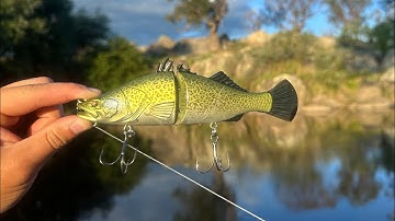 Will cod eat cod? (Fishing with a Murray cod swim bait)