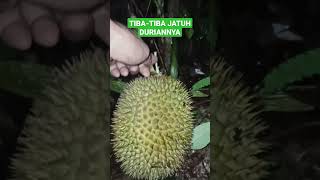 Suddenly the Durian Falls, Hunting for Durian at Night | #BSAdventure #FruitSeason #DurianSeason