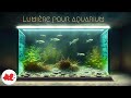 Aquarium : l'éclairage, la lumière