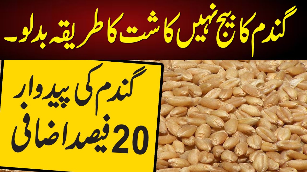 grow wheat with new techniques