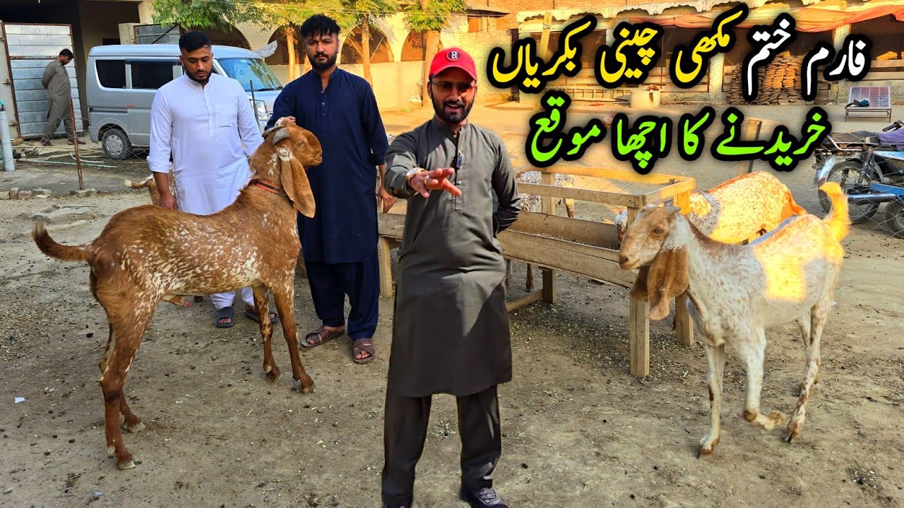 Makhi Cheeni Bakriyan Farm Close Nowshera 12 November 2025