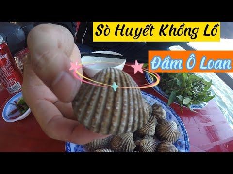 Video Thưởng thức món Sò Huyết KHỔNG LỒ có 1 0 2 tại Đầm Ô... - youtube