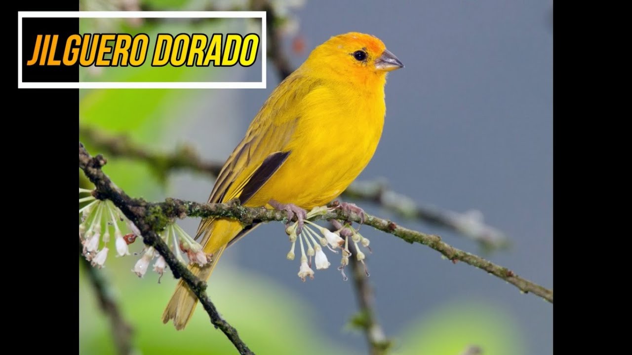 JILGUERO DORADO - [ Sicalis Flaveola ] - Saffron Yellow Finch *****EL