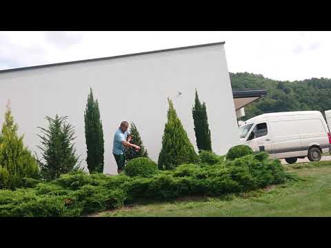 Orezivanje četinara, juniperus, tuja, Trimming conifers Thuja