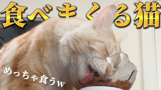 【咀嚼音ASMR】朝からめっちゃ食べるメインクーン猫が凄すぎたww【mainecoon cat chewing sound】