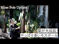 #58 葉が大成長! やっぱり凄いモスポール Moss Pole Update