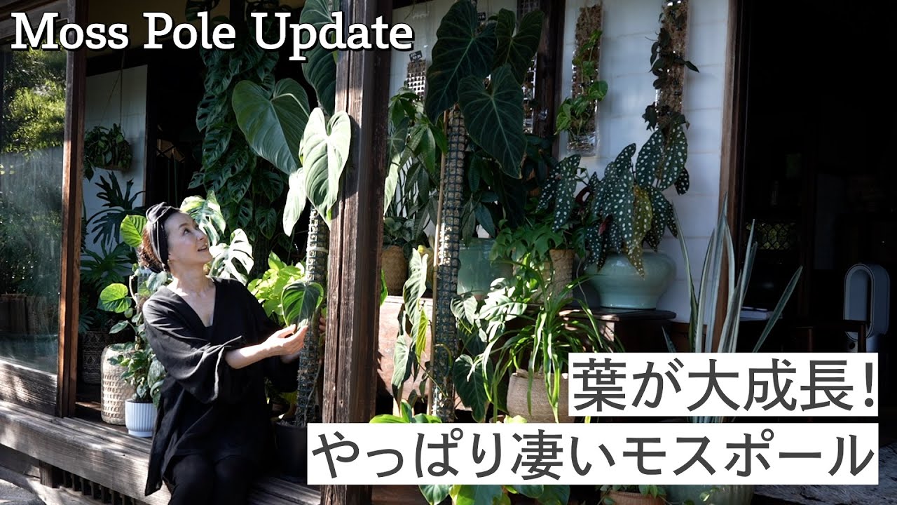 #58 葉が大成長! やっぱり凄いモスポール Moss Pole Update