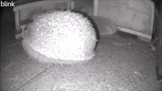 Glovers road Hedgehog couple view property