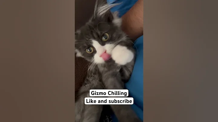 Watch the video about Gizmo chilling #cats #kitten #shortvideo #viral #viralvideo #animals #video #love #mainecoon #tv #uk
