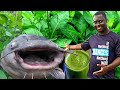 How to treat Catfish diseases with bitter leaf| benefits of bitter leaf |organic medicine of catfish