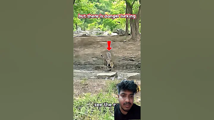 cheetah vs crocodile #trending #animals #wildlife #cheetah #crocodile #fight #shorts #viralvideo !!