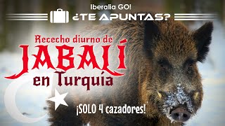 Recechos diurnos de jabalíes en Turquía | ¿Te Apuntas? de Iberalia GO!