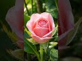 #Rosenknospe,‘#Romantik