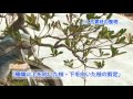 知れば簡単！さつきの手入れ　～剪定編～