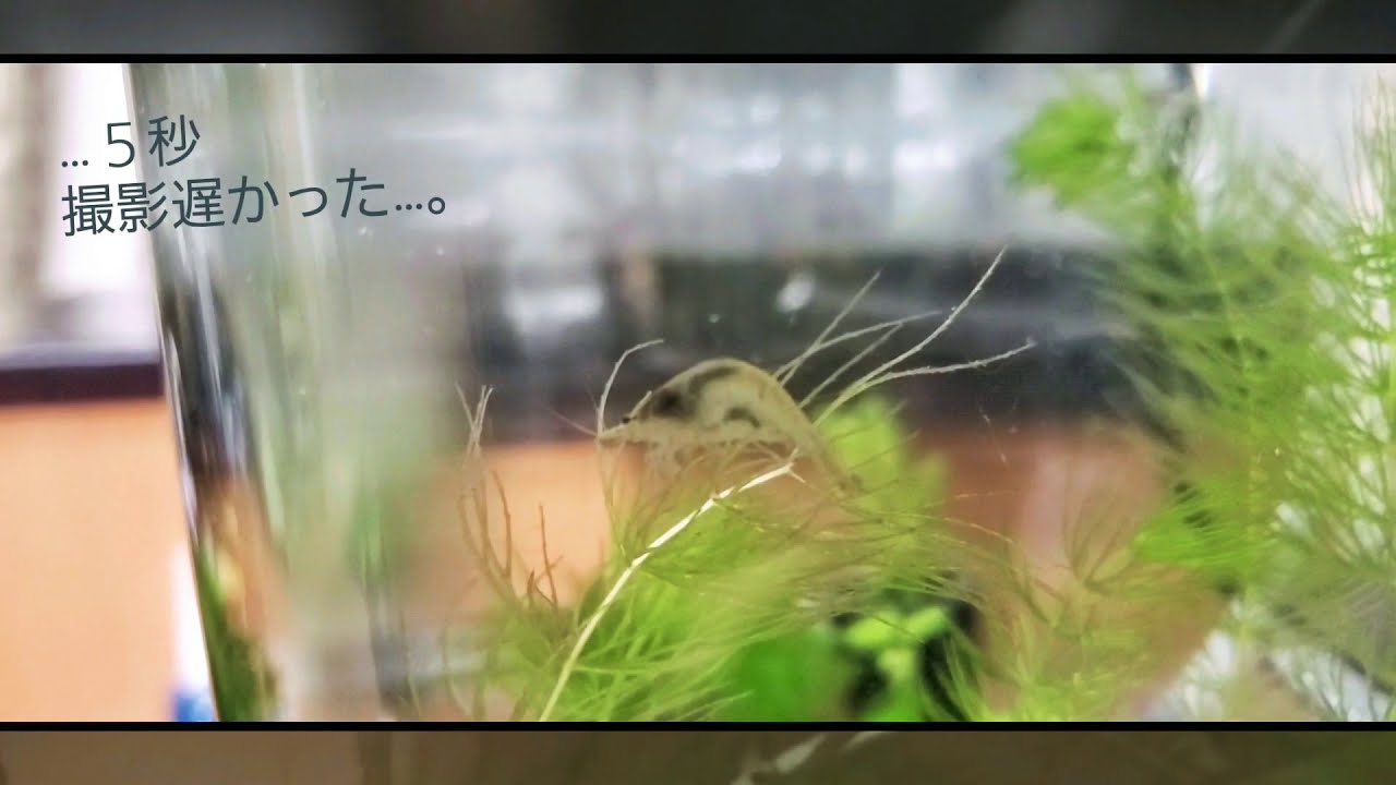 ミナミヌマエビ 抱卵の瞬間 Youtube