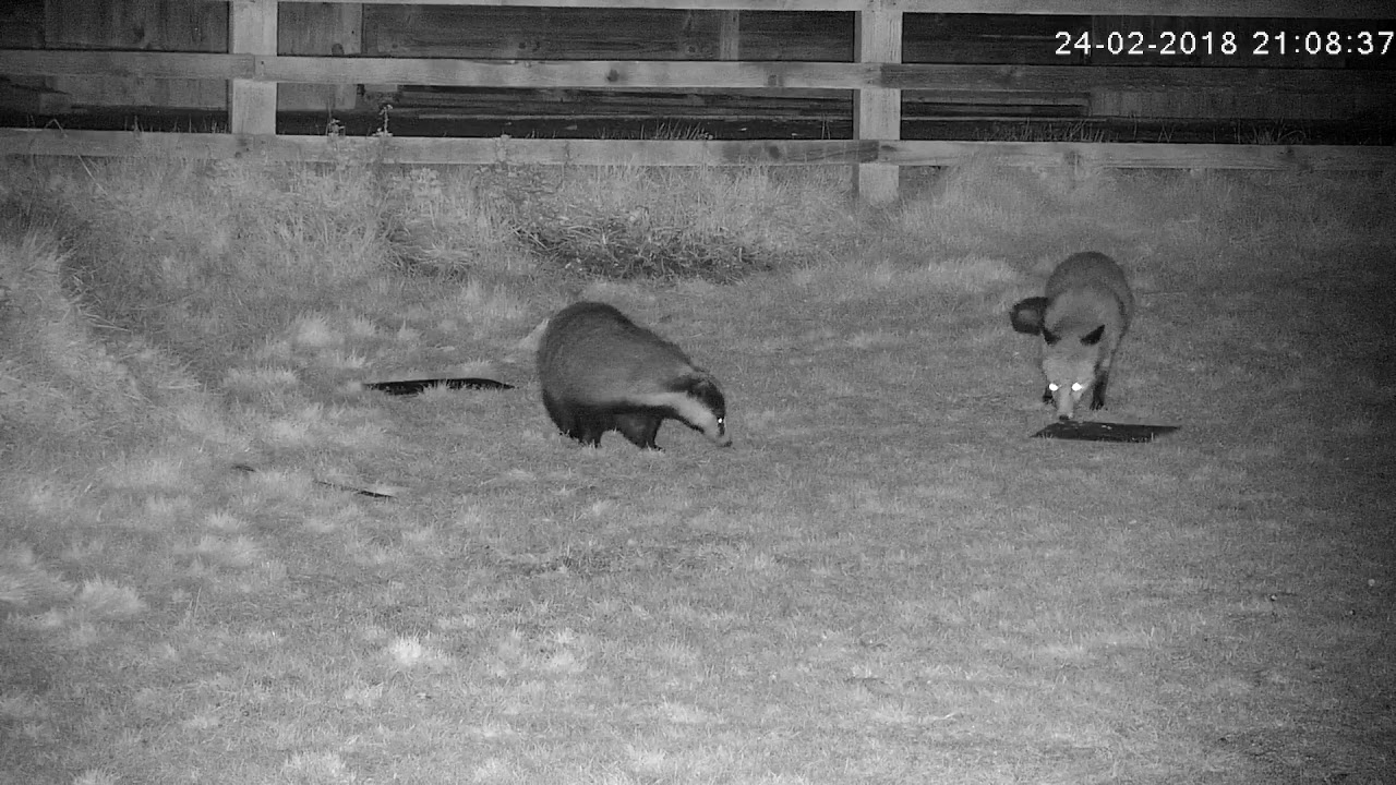 england traduccion A minor disagreement between a badger and fox