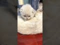 Cute fluffy kitten hugs his mother cat as she washes him #asmr #catvideo #kittens #scottishcat