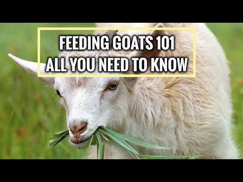 How to Feed Goats for Beginners