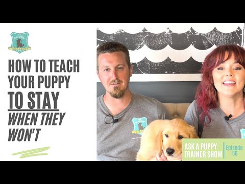فيديو: اسأل مدرب كلب: لماذا يعض جرو وكيف يمكنني إيقافه؟