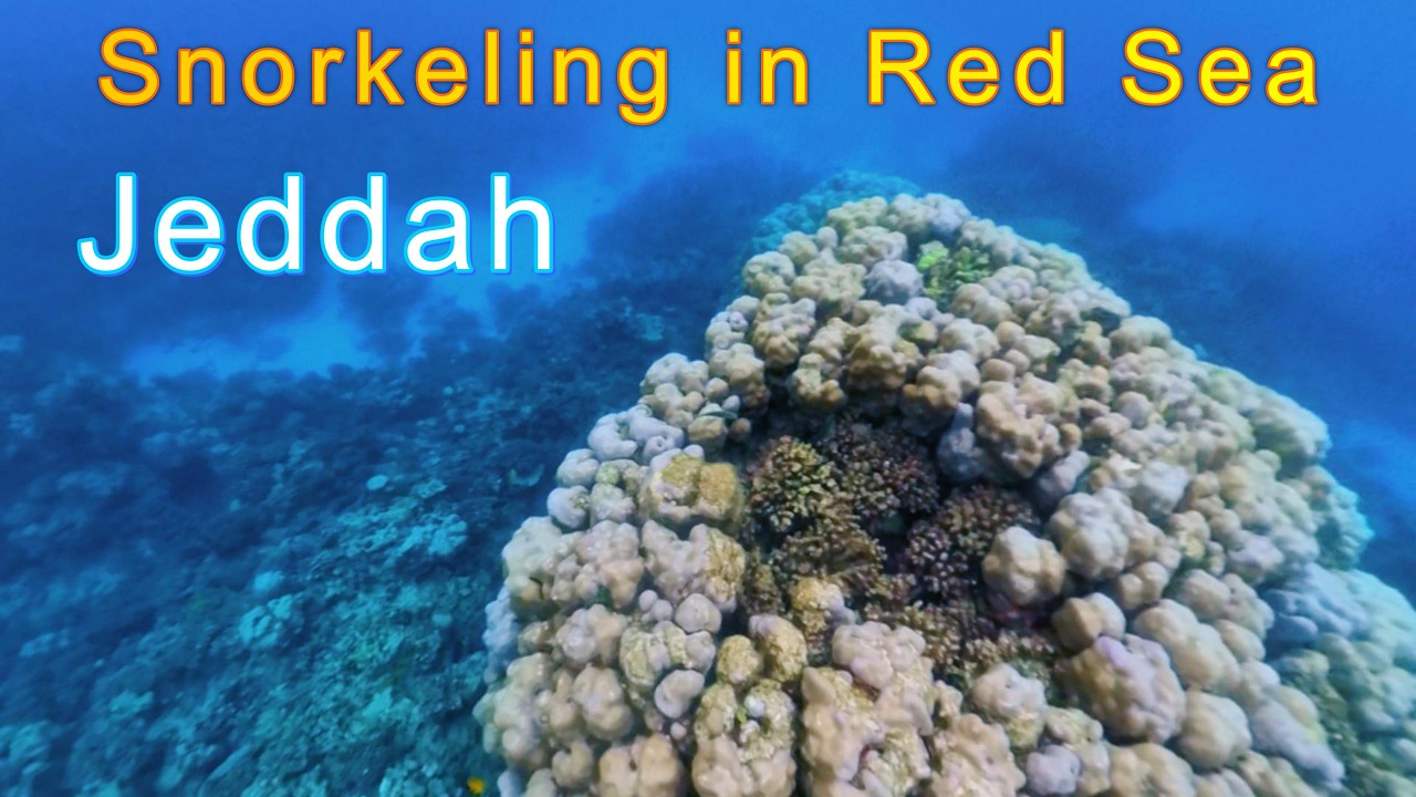 Exploring Red Sea Marine Life in 4K  Snorkeling Among Corals & Colorful Fish – Jeddah