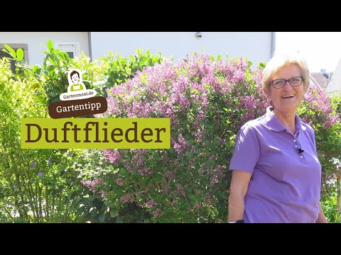 Video: Flieder: Pflegeleicht