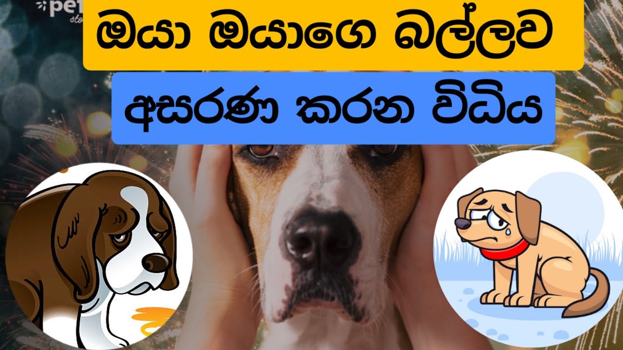 බල්ලො මිනිස්සුන්ට වෛර කරන්නෙ ඇයි?| Why do dogs hate  people ?