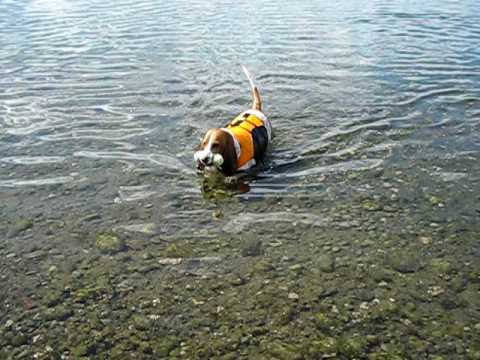 Basset Hounds Swimming - YouTube