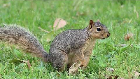 Can Squirrels Remember Every Nut?TheTruth!#animals #animalfacts #ecosystem #wildlife #nature #facts