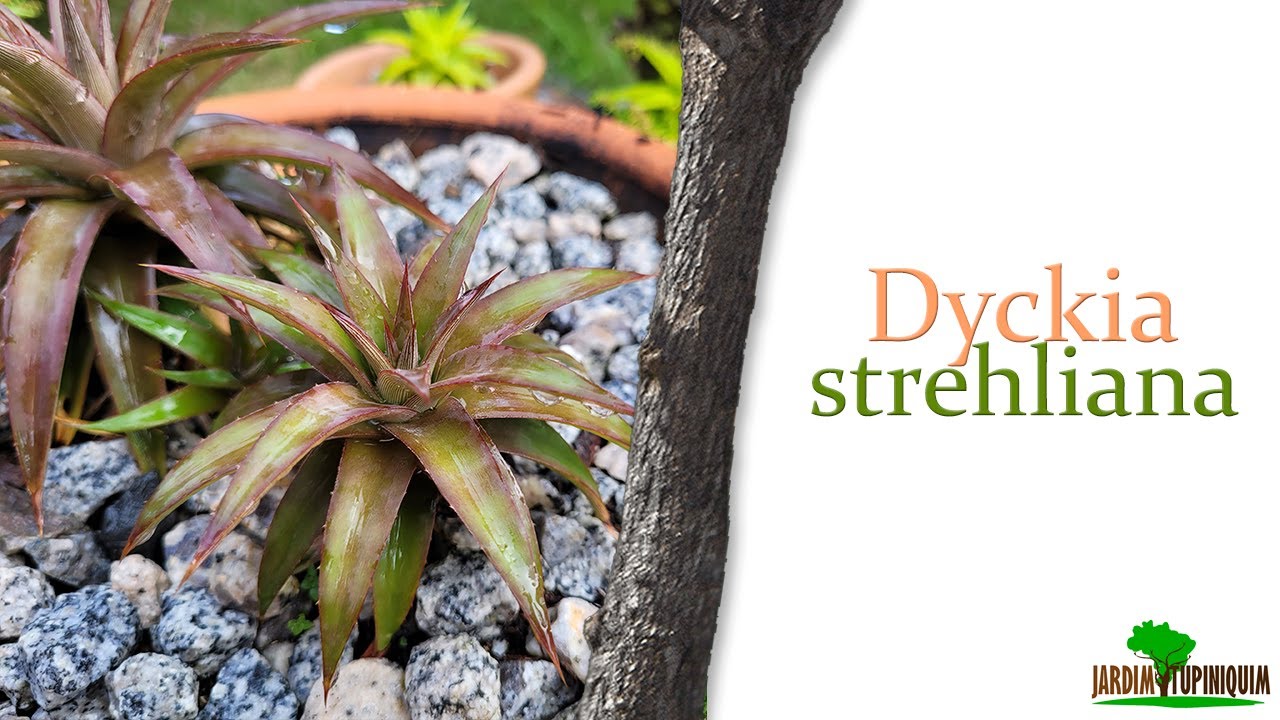 Brazilian Succulent: Dyckia strehliana Bromeliad - YouTube
