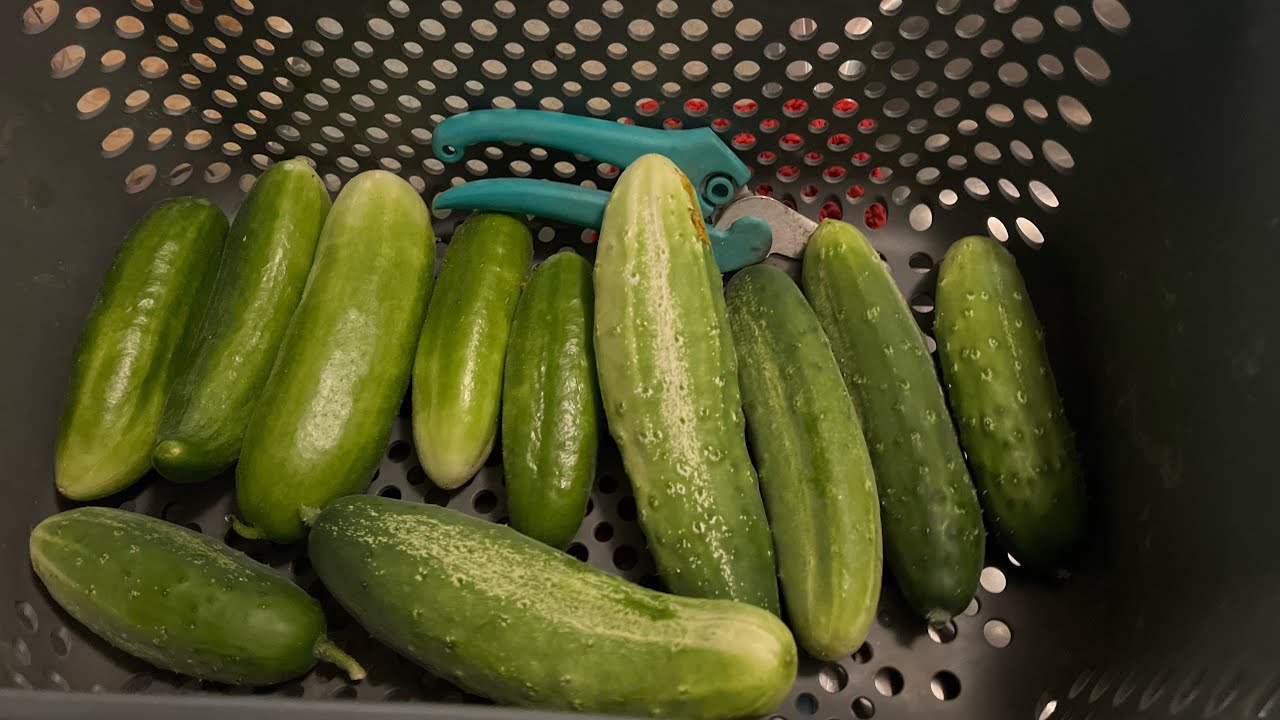 Canning Dill Pickles Today 