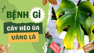 Cây bị vàng lá, héo úa không rõ nguyên nhân! Mẹo nhận biết sưc khỏe của cây qua màu lá cây