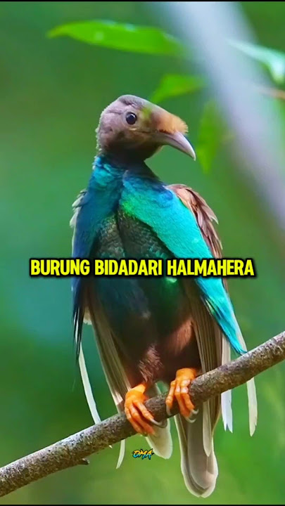 The Beauty of the Halmahera Angel Bird #shorts #bird #birds #beautifulbird #halmahera angel