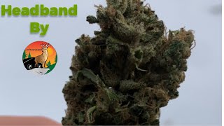HEAD BAND By JayPlantSpeaker STRAIN REVIEW
