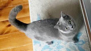 life with a rescue cat | the Midsummer Day of the Ox 2020 | British shorthair by Little but Graceful 972 views 3 years ago 1 minute, 30 seconds