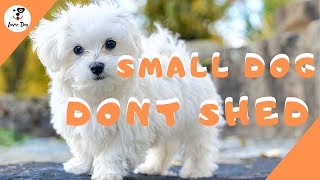 Best 10 Small Dogs That Don't Shed by luver dog 20,412 views 4 years ago 3 minutes, 44 seconds