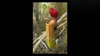 Octus, Gsusbxy16 - Gurp Me