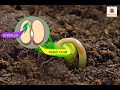 From Seeds To Plants | Environmental Studies for Kids | Grade 5 | Periwinkle