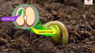 From Seeds To Plants | Environmental Studies for Kids | Grade 5 | Periwinkle