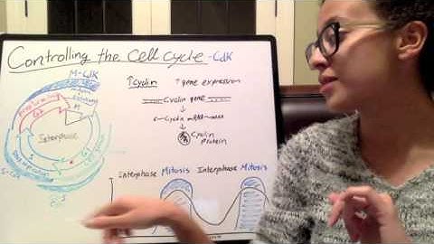 Regulating Cdk - Cyclin
