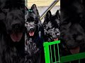 Real germenshefer and petbuls one is unknown find it #germanshepherd #emberger #blackwolf #short