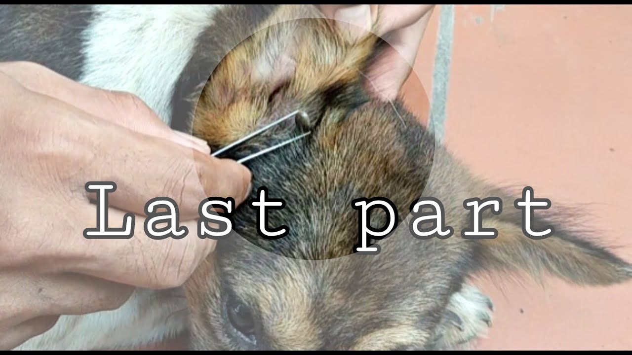 Remove tick from Pity dog and wash her up last part YouTube