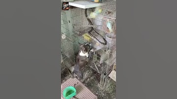 SNAKE in BIRDS cage and DOG catchs SNAKE #doglover #snake #birds