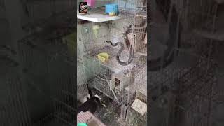 SNAKE in BIRDS cage and DOG catchs SNAKE #doglover #snake #birds screenshot 1