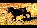 Only 1 girl left from the Pearl Harbor litter, GSP, AKC, National Champion Bloodlines! blue collar